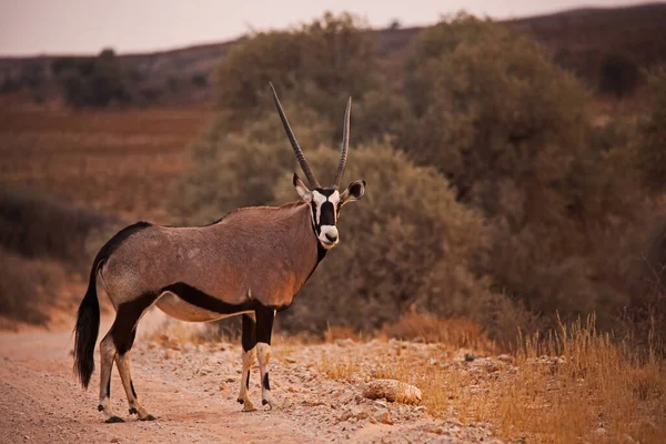Oryx Solitário Kgalagadi Trans Frontier Park África Sul — Fotografia de Stock