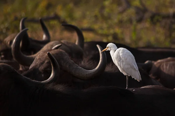 Белая Цапля Bubulcus Ibis Загорает Спине Спящего Мыса Буффало Syncerus — стоковое фото