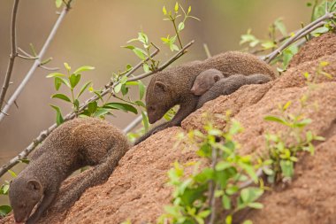 Dwarf Mongoose (Helogale parvula) mother with sleeping babies on an abandoned anthill in Kruger National Park. South Africa