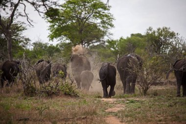 A breeding herd of African Elephant (Loxodonta africana) taking a dust bath while heading away from the water.