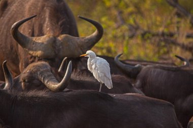 A white Cattle Egret (Bubulcus ibis) catching the first rays of sunight on the back of a sleeping Cape Buffalo (Syncerus caffer) in Kruger National Park. South Africa clipart