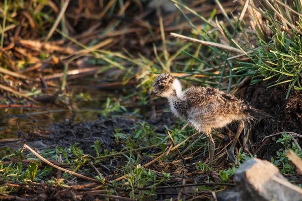 Baby Blacksmith Lapwing Vanellus Armatus Foraging Edge Stream Kruger National — Stock Photo, Image