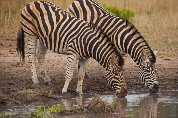 Two Burchell Zebra Equus Quagga Burchellii Drinking Pool Krugrt National — Stockfoto