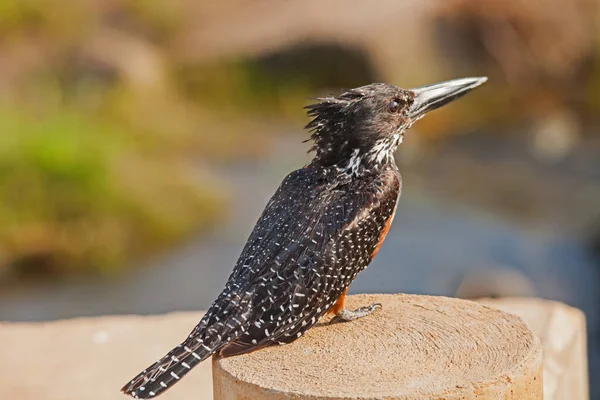 Giant Kingfisher Megeceryle Maximus Perched Low Bridge Kruger National Park — Stock Photo, Image