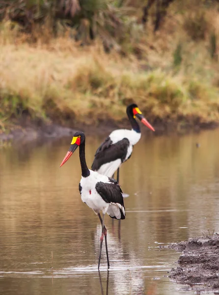 Breeding Pair Saddle Billed Stork Ephippiorhynchus Senegalensis Fishing Small River — Fotografia de Stock