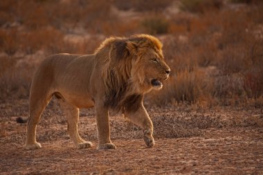 Erkek aslan (Panthera leo) patroling bölgesini Kgalagadi Trans sınır Milli Parkı'nda, Güney Afrika