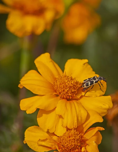 Yellow African Marigold Tagetes Patula Flowers Spotted Maize Beetle Astylus — Stock Photo, Image