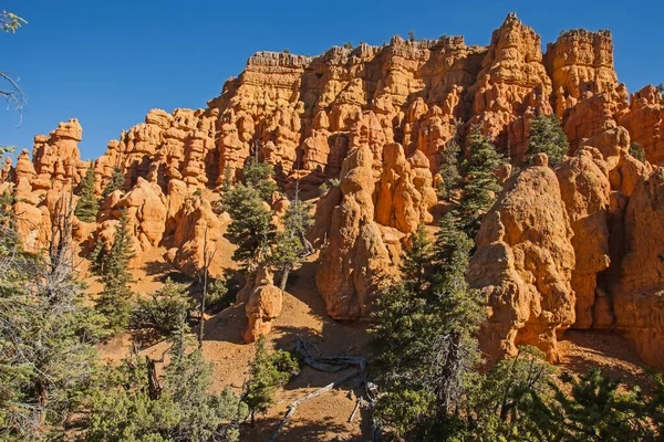 Hoodoos Trees Castle Bridge Trail Red Canyon Dixie Naional Forest — Stock Photo, Image