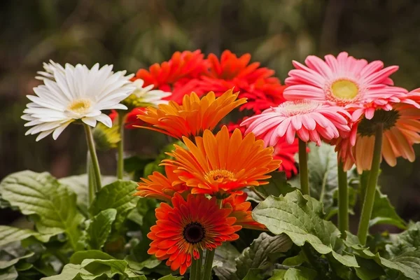 Different Colored Hybrids Gerbera Jamesonii — Stock Photo, Image