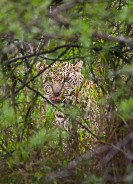 Νεαρό Λεοπάρδαλη Panthera Pardus Κρύβεται Πίσω Από Μερικούς Θάμνους — Φωτογραφία Αρχείου