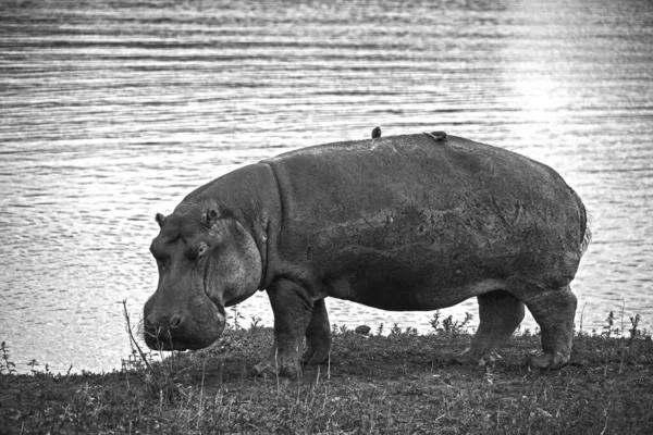 Monochrome Image Hippopotamus Hippopotamus Amphibius Grazing Water Edge Kruger National — Fotografia de Stock