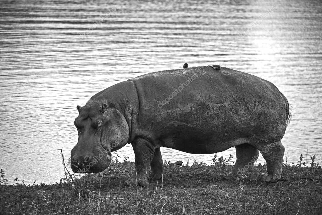Monochrome image of a Hippopotamus (Hippopotamus amphibius) grazing at the water's edge in Kruger National Park. South Africa