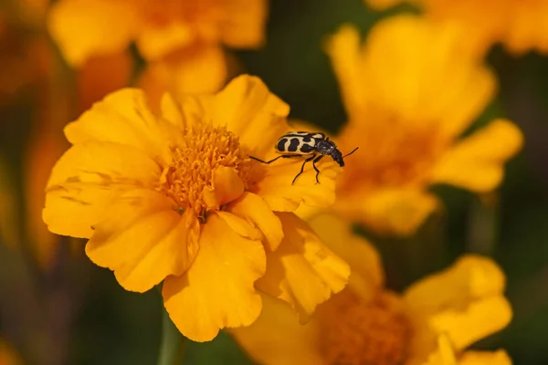 Yellow African Marigold Tagetes Patula Flowers Spotted Maize Beetle Astylus — Stock Photo, Image