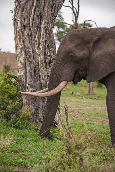 Toro Elefante Africano Solitario Loxodonta Africana Pastando Sobre Hierba Suave — Foto de Stock