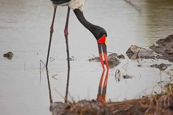 Female Saddle Billed Stork Ephippiorhynchus Senegalensis Fishing Small River Kruger - Stock-foto