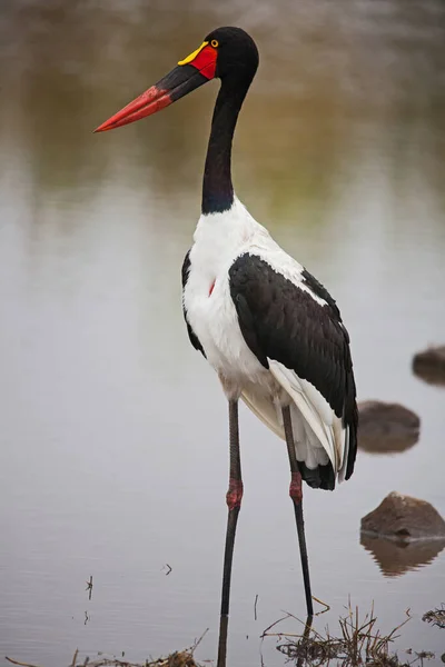 Самка Седлоклювого Аиста Ephippiorhynchus Senegalensis Ловит Рыбу Маленькой Реке Национальном — стоковое фото