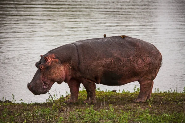 Hippopotamus Hippopotamus Amphibius Grazing Water Edge Kruger National Park South — Zdjęcie stockowe