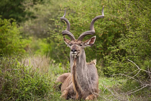 Touro Solitário Greater Kudu Tragelapus Strepsiceros Livre Natureza Parque Nacional — Fotografia de Stock