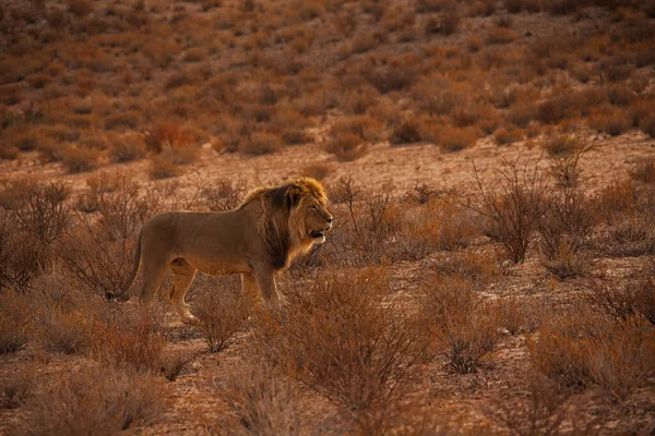 Leão Macho Panthera Leo Patrulhando Seu Território Parque Nacional Transfronteiriço — Fotografia de Stock