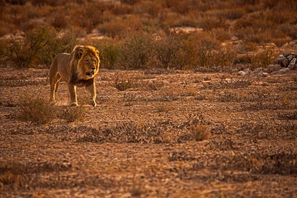 Lion Mâle Panthera Leo Patrouillant Son Territoire Dans Parc National — Photo