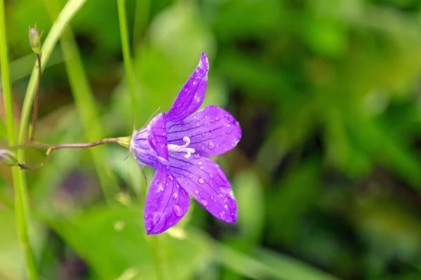 Campanula yakın çekim