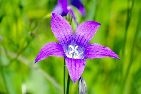 Campanula yakın çekim