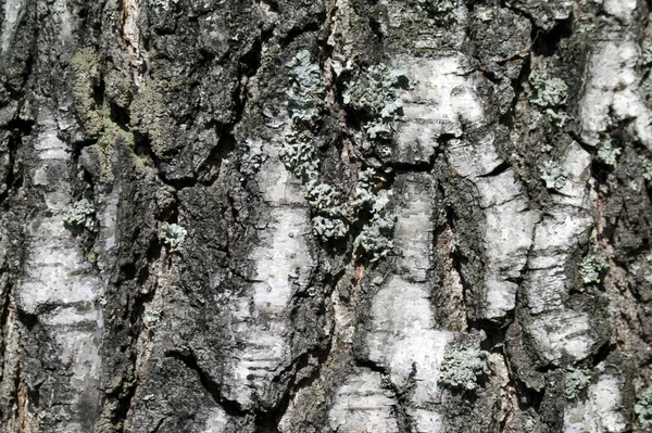 Birch tree schors textuur achtergrond — Stockfoto