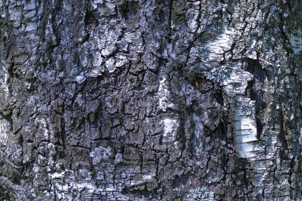 Björk träd bark textur bakgrund — Stockfoto