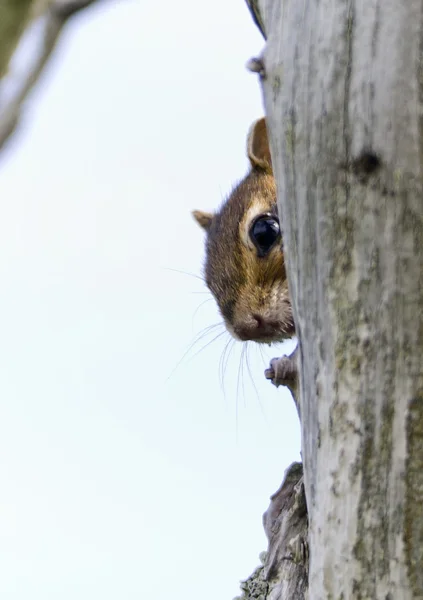 Sachalin-Tiger blickt hinter dem Stamm eines trockenen Baumes hervor — Stockfoto