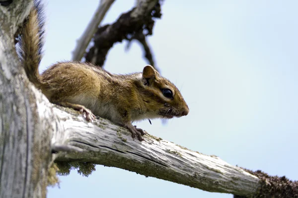 Sachalin-Tiger auf einem Ast eines trockenen Baumes — Stockfoto