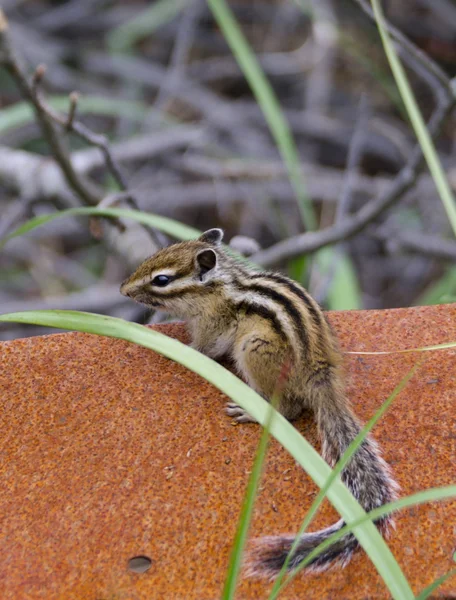 Streifenhörnchen — Stockfoto