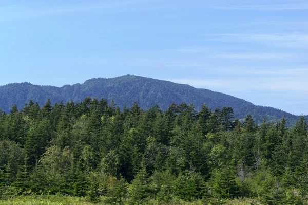 Hory jsou viditelné za lesem — Stock fotografie