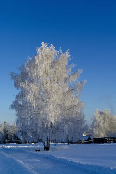 Icy birch in the morning sunlight — Stock Photo, Image