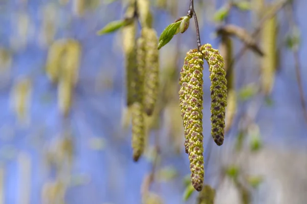 Dehiscing on birch catkin — Stock Photo, Image