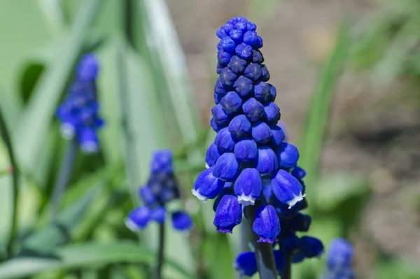 Grape hyacinth flower — Stock Photo, Image