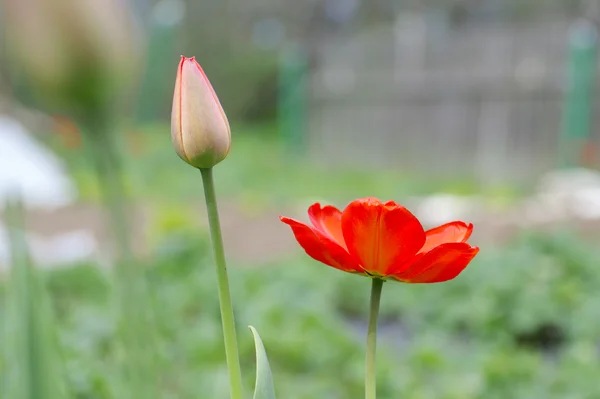 Pár tulipánů — Stock fotografie