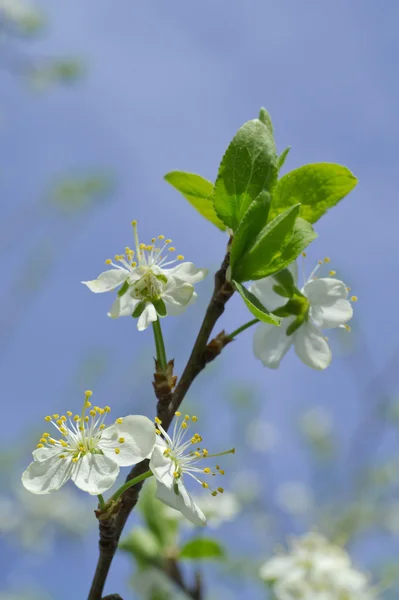 Dehiscing on plum-tree flowers — Stock Photo, Image