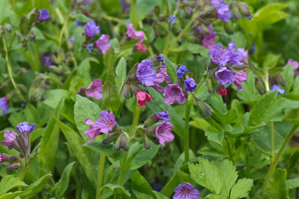 Lungwort λουλούδι Εικόνα Αρχείου