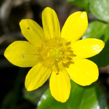 düğün çiçeği çiçek