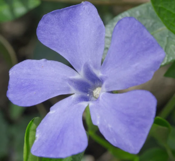 Flor de periwinkle — Foto de Stock