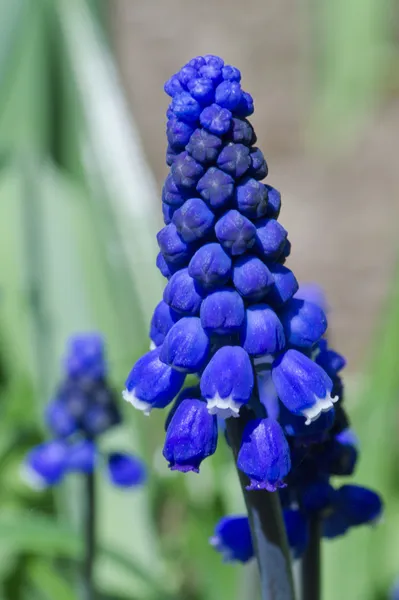 Grape hyacinth flower — Stock Photo, Image