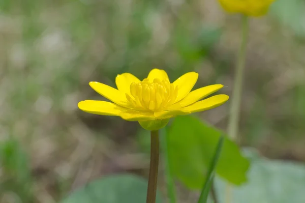 Buttercup flower — Stock Photo, Image