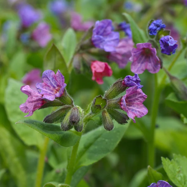 Lungwort flower — Stock Photo, Image