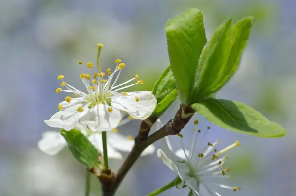 Dehiscing on plum-tree flowers — Stock Photo, Image