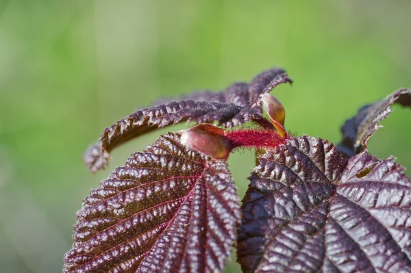 Déhiscération sur feuilles de noisette — Photo