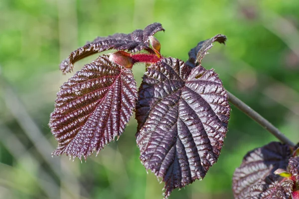 Dehiscing on hazel leaves — Stock Photo, Image