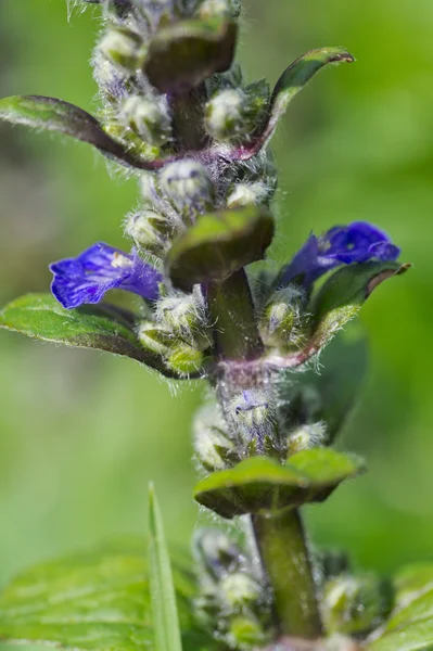 Bugle-weed flower — Stock Photo, Image