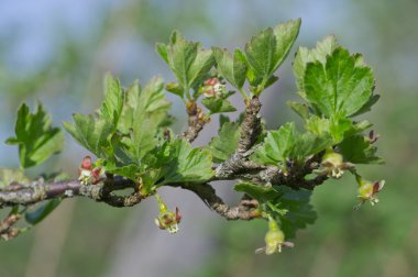 bektaşi üzümü bush bud üzerinde dehiscing