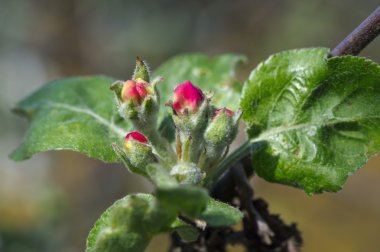 elma ağacı bud üzerinde dehiscing