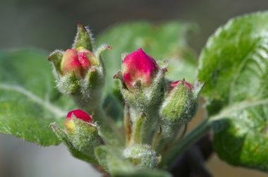 elma ağacı bud üzerinde dehiscing